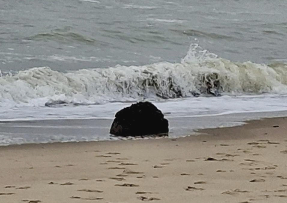 8117 image for slide